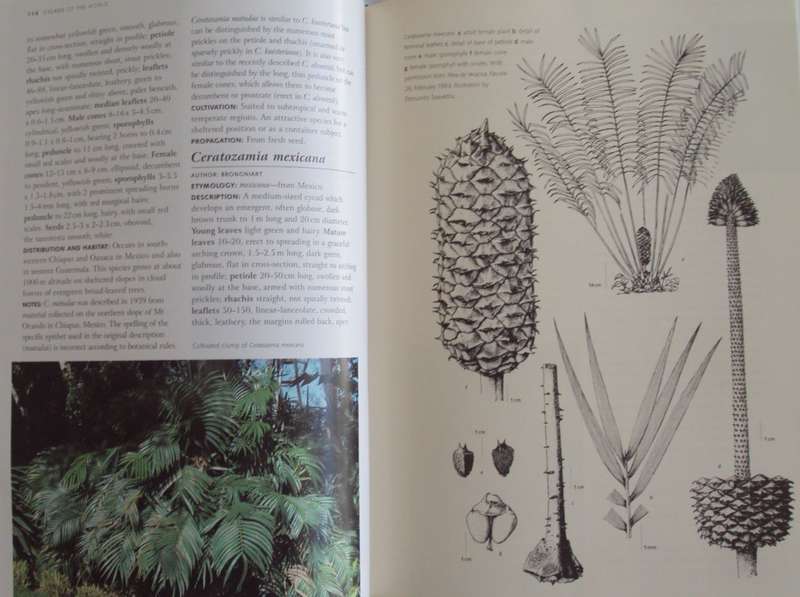 Cycads of the World Ancient Plants in Todays World David L Jones