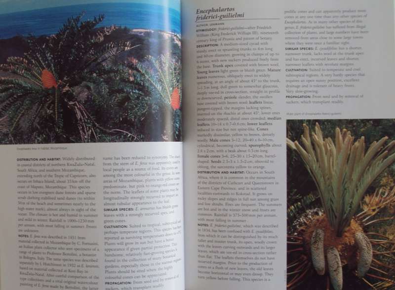 Cycads of the World Ancient Plants in Todays World David L Jones