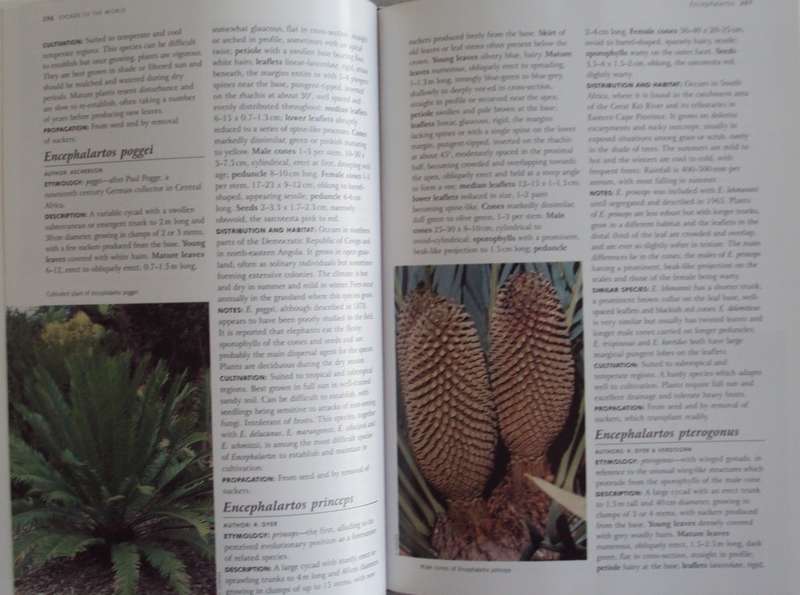 Cycads of the World Ancient Plants in Todays World David L Jones