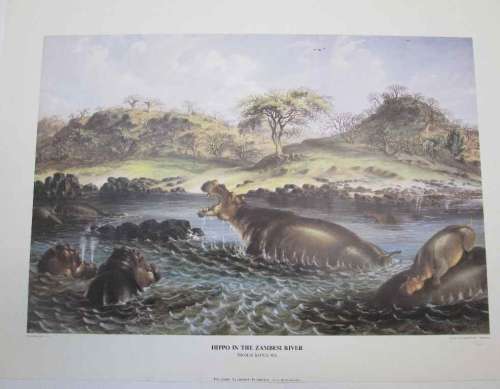 Hippo In The Zambezi River, Thomas Baines -  Numbered (150/850) Print - Collingwood Art Productions