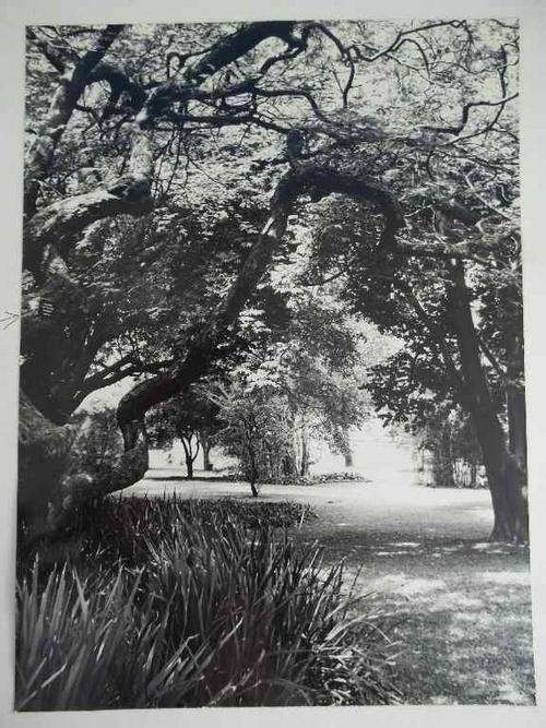 Black & White Photo Mounted On Board - Botanical Park - 25cm/17,5cm (The Board Is Grubby)
