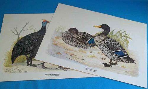2 X Priscilla Henley Signed & Numbered Prints 40/250: Yellow-Billed Duck & Crowned Guinea-Fowl