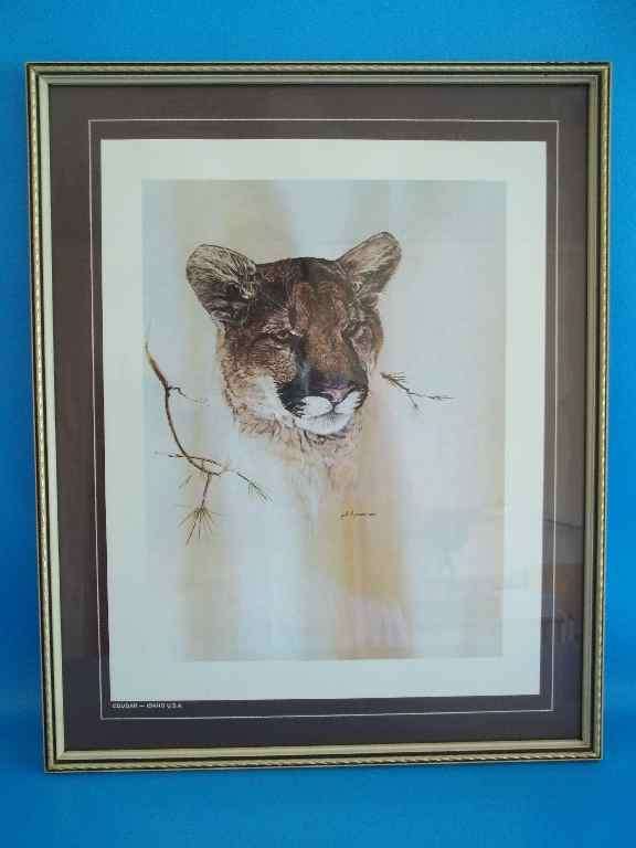 Cougar - Idaho, USA - Phil Prentice - Frame 43,5cm/36cm (Framed Behind Glass)