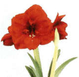 **AMARYLLIS MIX* FREE delivery, farms clearance ALLL BULBS MUST GO!!!