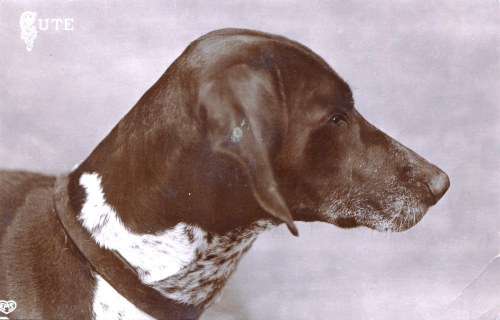 KEVII,1901,Postcard