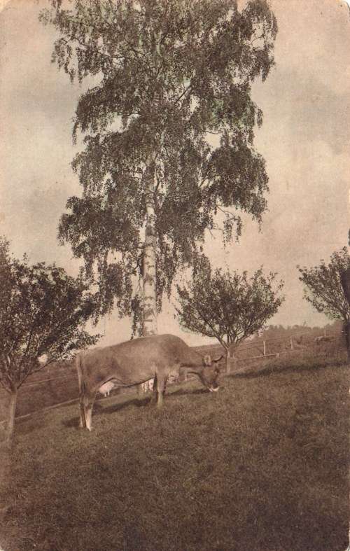 Austria, postcard