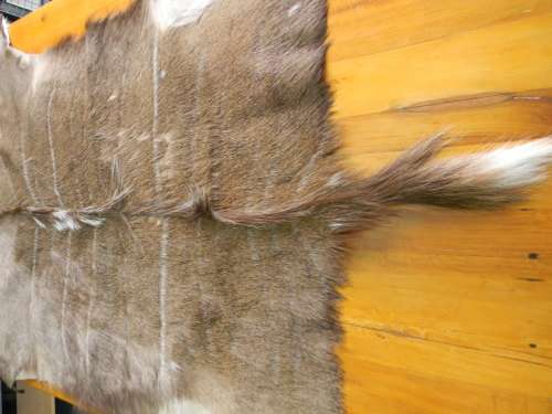 Beautiful Kudu Hide