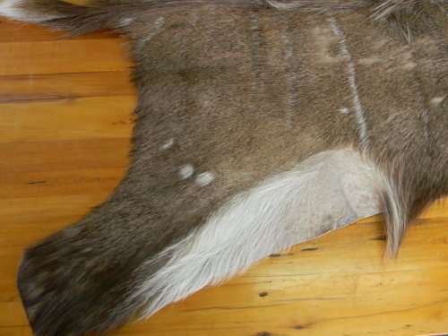 Beautiful Kudu Hide