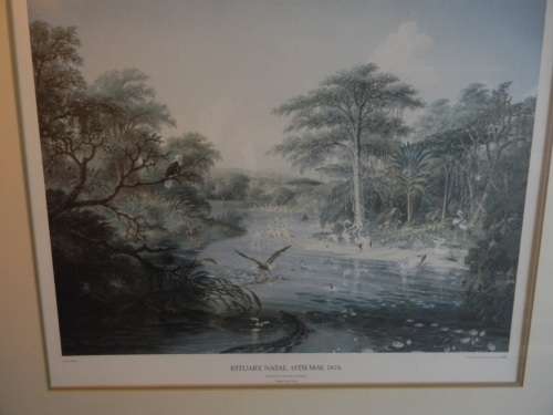 Thomas Baines Limited Edition Print
