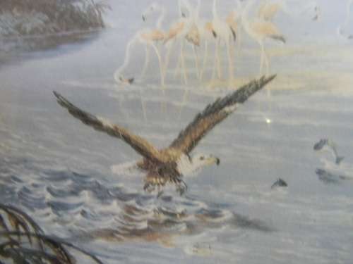 Thomas Baines Limited Edition Print