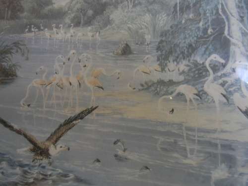 Thomas Baines Limited Edition Print