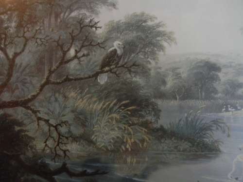 Thomas Baines Limited Edition Print