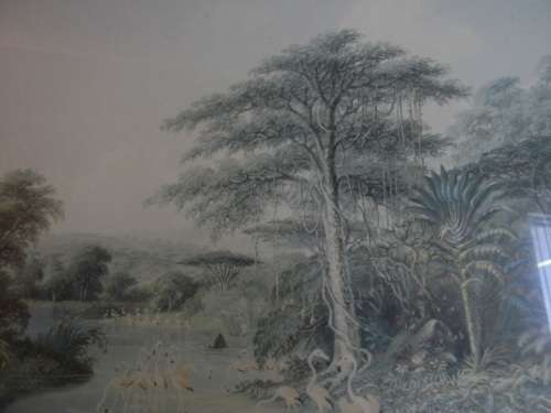 Thomas Baines Limited Edition Print