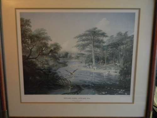 Thomas Baines Limited Edition Print