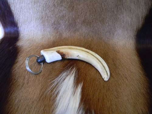 Warhog Horn Ivory Keyring No 1