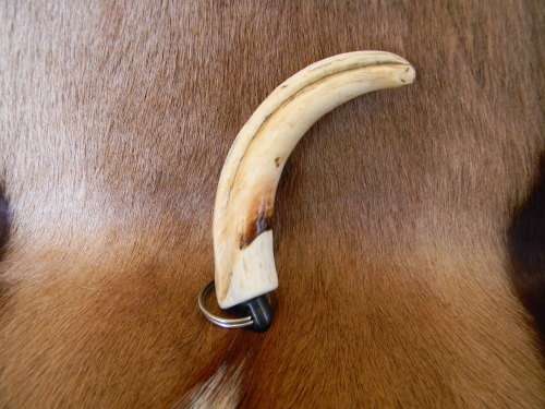 Warhog Horn Ivory Keyring No 1