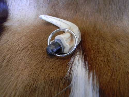 Genuine Ivory Warthog Horn Keyring No 2