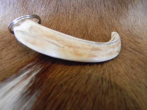 Genuine Ivory Warthog Horn Keyring No 2