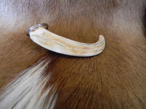 Genuine Ivory Warthog Horn Keyring No 2