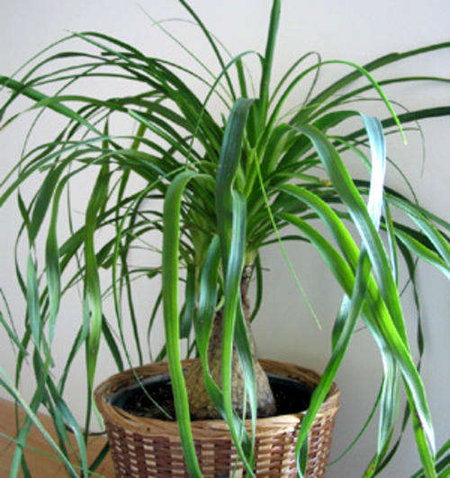 Beaucarnea recurvata - Ponytail Palm