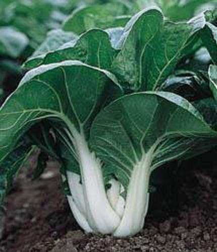 Pak Choi - 100 seeds