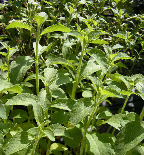 Stevia Ravaudiana - Sweet herb - Substitute for sugar - R1.25 per seed