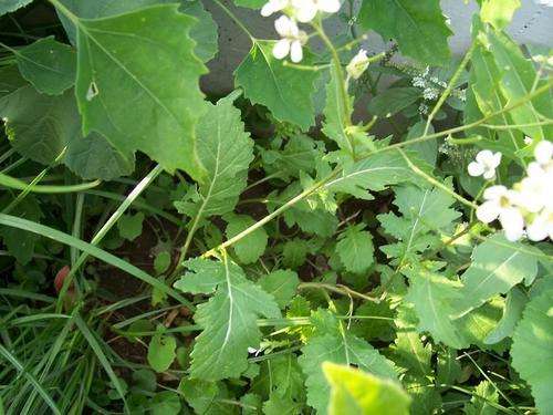 Wild Rocket - Diplotaxis Erucoides - ORGANIC - 1000 seeds and more