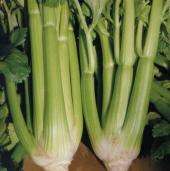 Celery - Tall utah - ORGANIC - 500 seeds