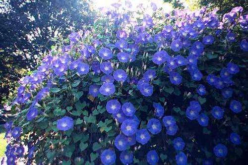 Morning Glory - Ipomoea tricolour