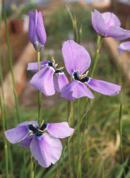 Moraea gigandra - Grootflappie. 10 seeds