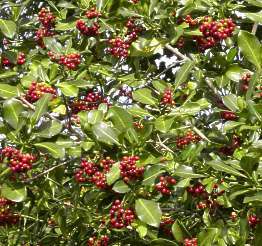 Psycotria capensis - Lemon wood. 10 seeds