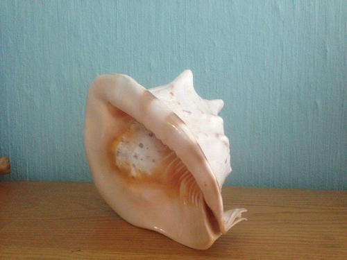 Large sea shell