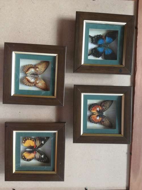 Set Of 4 Beautiful Butterfly Collection Framed In Stunning Wooden Casing - Decorative Wall Art