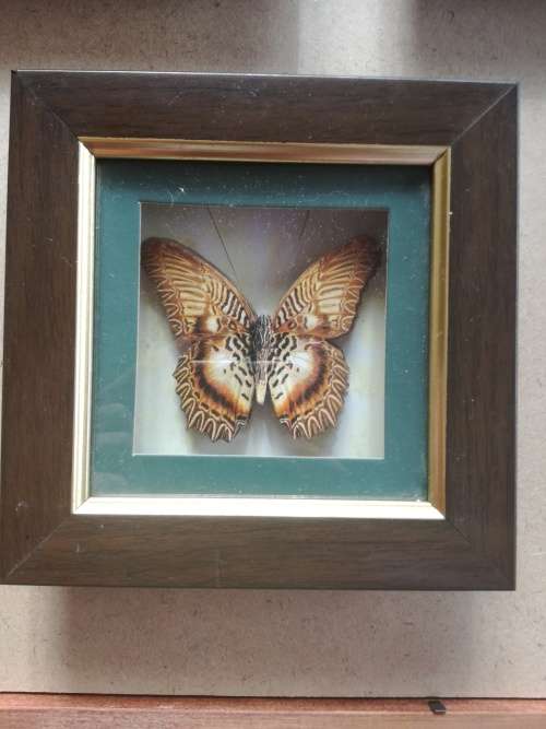 Set Of 4 Beautiful Butterfly Collection Framed In Stunning Wooden Casing - Decorative Wall Art