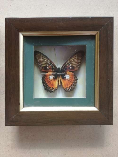 Set Of 4 Beautiful Butterfly Collection Framed In Stunning Wooden Casing - Decorative Wall Art