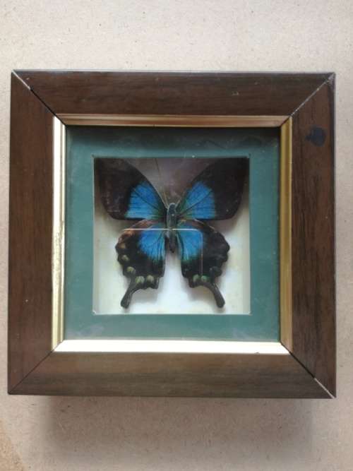 Set Of 4 Beautiful Butterfly Collection Framed In Stunning Wooden Casing - Decorative Wall Art