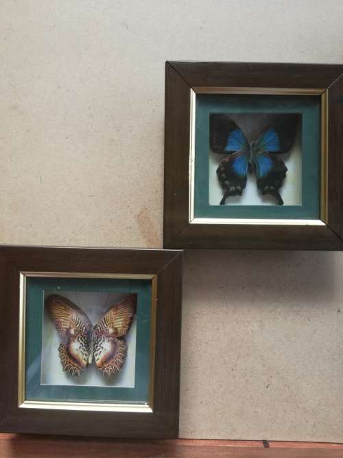Set Of 4 Beautiful Butterfly Collection Framed In Stunning Wooden Casing - Decorative Wall Art