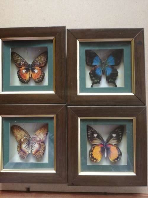 Set Of 4 Beautiful Butterfly Collection Framed In Stunning Wooden Casing - Decorative Wall Art