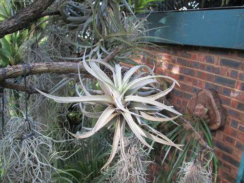 Air Plants (Tillandsias)