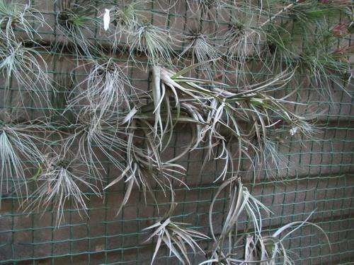 Tillandsias