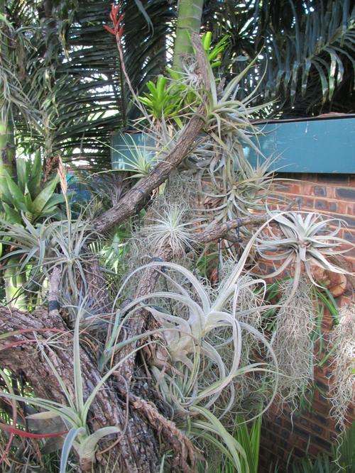 Air Plants (Tillandsias)