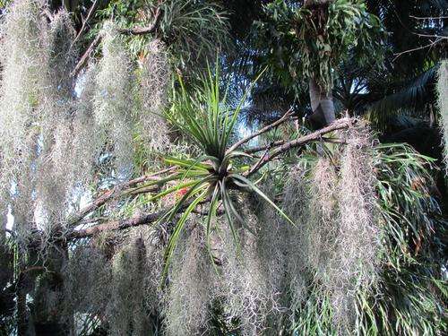 Spanish Moss (Usnoides)