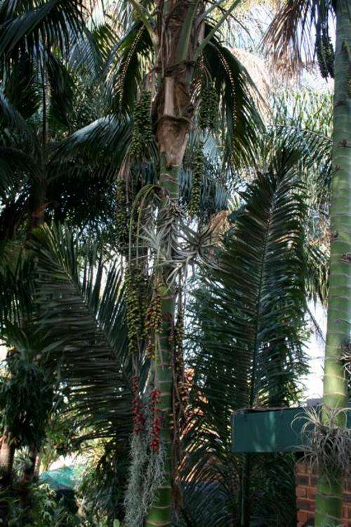 Kentia palm growing in my own garden