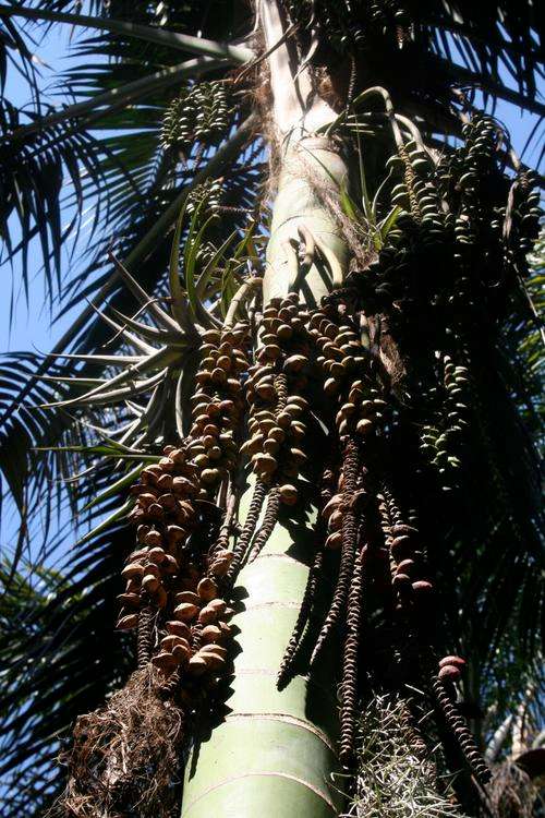 Kentia palm (Howea Fosteriana) Seeds