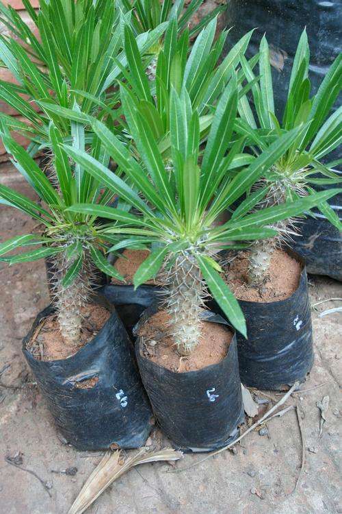 Pachypodium (half-mens) in 4 liter bag