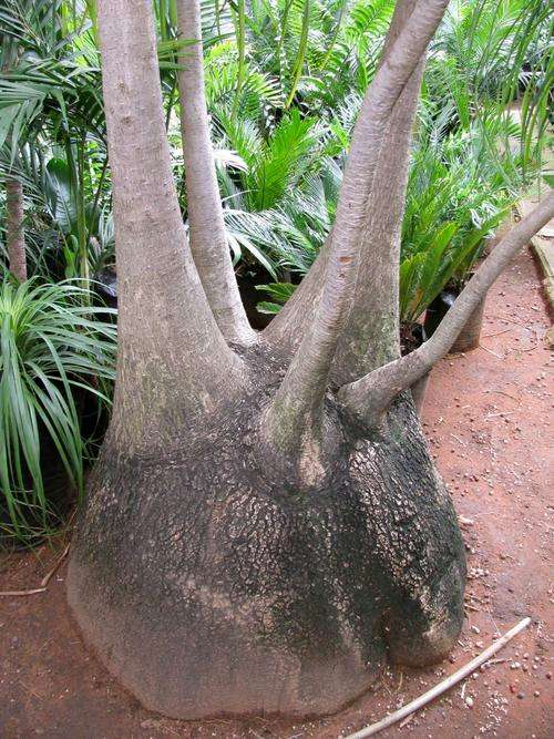 Ponytail palm (Beaucarnea recurvata) Seeds