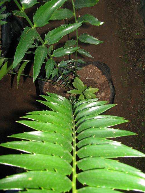 Encephalartos Woodii x Transvenosus Hydrid