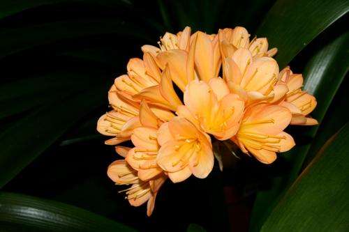 Clivia seedlings - Mixed colors