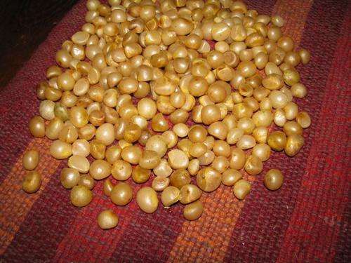 Clivia seeds - Mixed colors