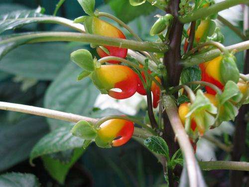 Parrot flower